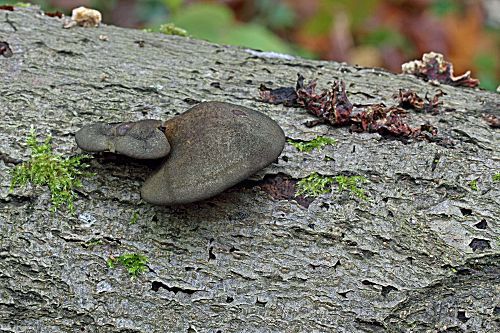 Gelbstieliger Zwergknäueling