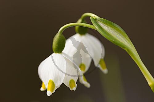 Frühlings-Knotenblume