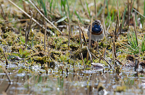 Blaukehlchen (Luscinia svecica)