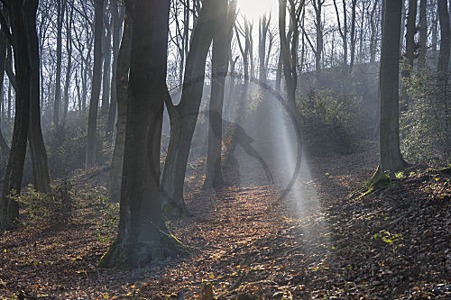 Isenburg Wald