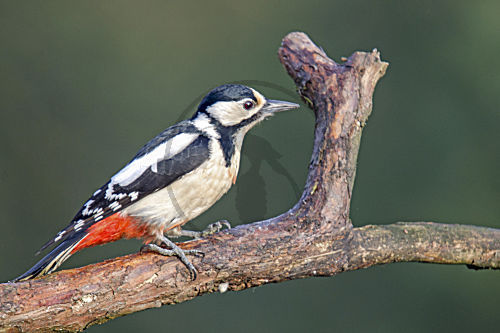 Buntspecht
