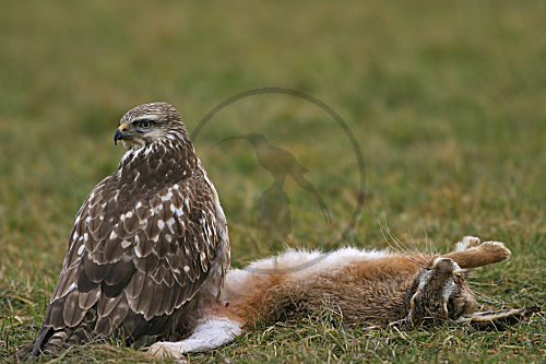 Mäusebussard mit Hase