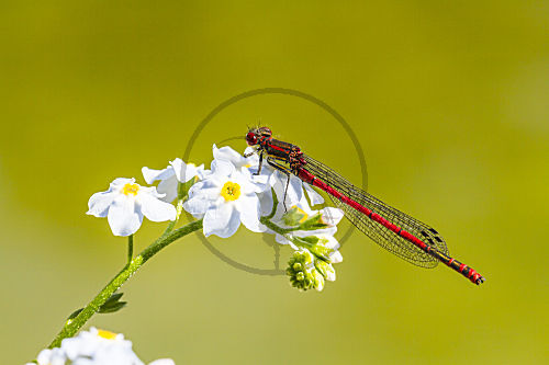 Frühe Adonislibelle