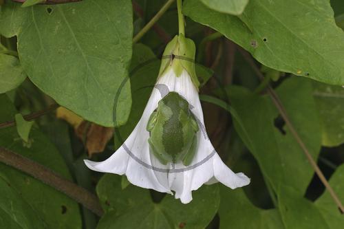 Europäischer Laubfrosch