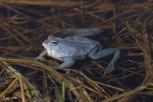 Moorfrosch