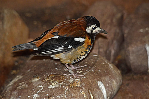 Sumbawadrossel