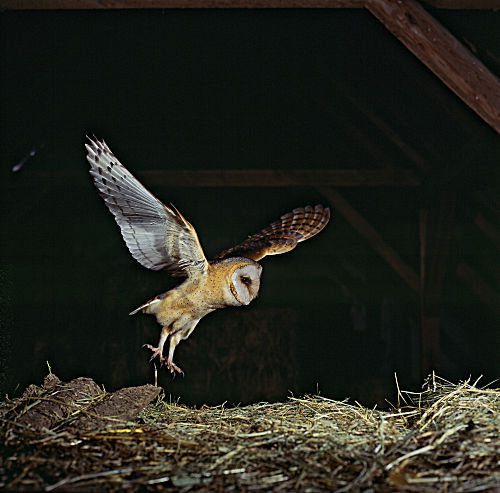 Schleiereule im Flug