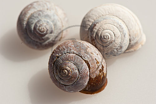 Schneckengehäuse