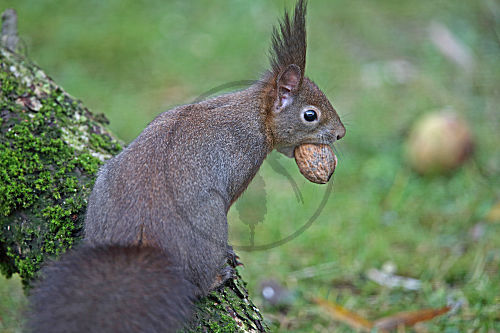 Eichhörnchen