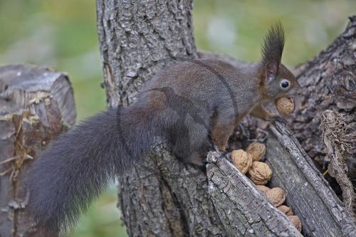 Eichhörnchen