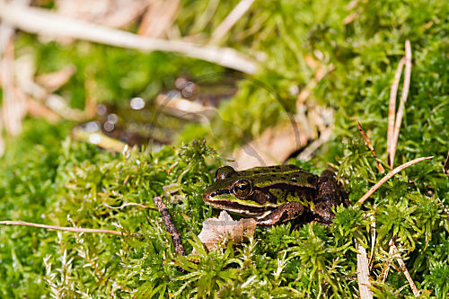 Wasserfrosch