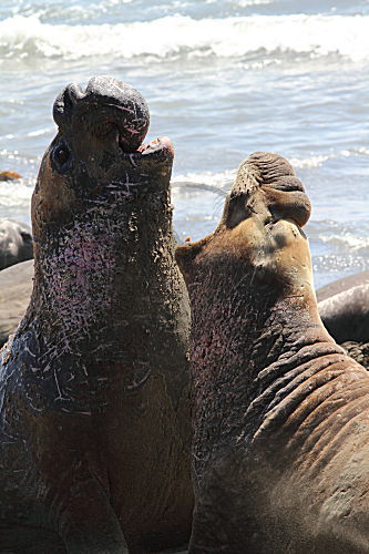 Nördlicher See-Elefant