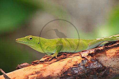 Jamaika Anolis (Terrarium)
