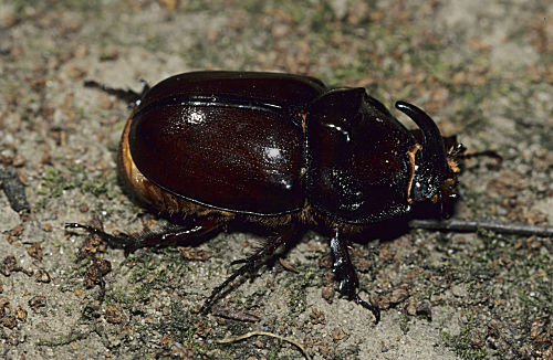 Nashornkäfer