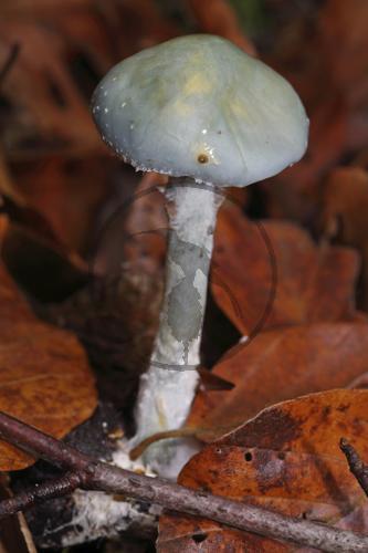 Blauer Träuschling