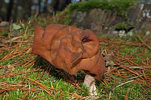 Bischofsmütze