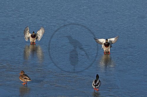 Stockente, Gruppe auf Eis (anfliegend)