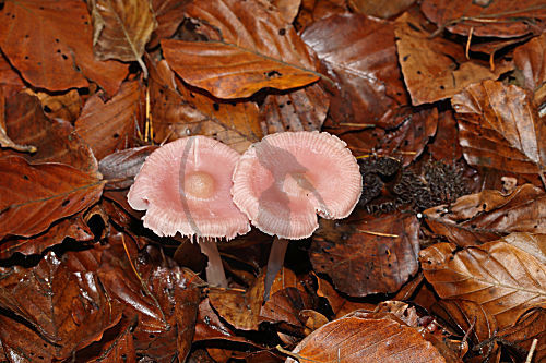 Rosa Rettichhelmling