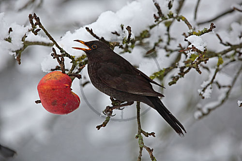 Amsel