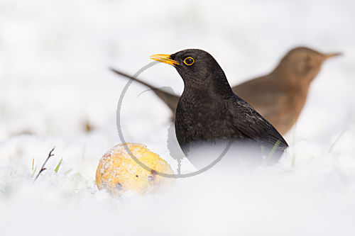 Amsel