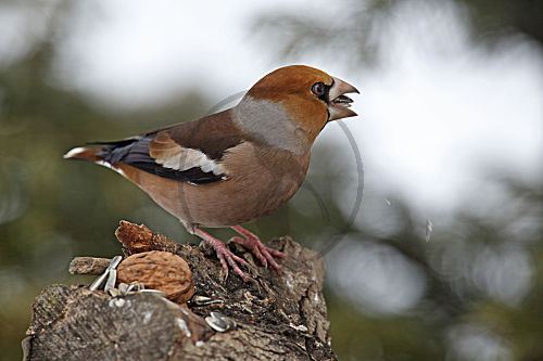 Kernbeisser