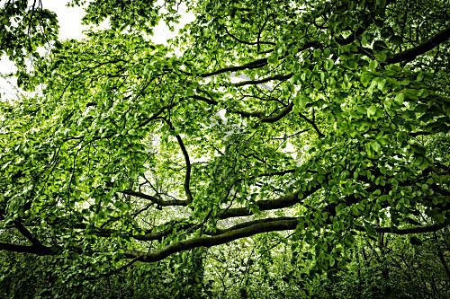 Buche im Frühling