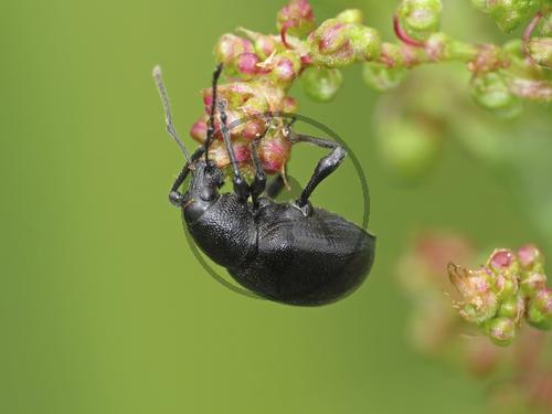Schwarzbeiniger Dickmaulrüssler
