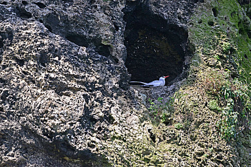 Rotschnabel-Tropikvogel