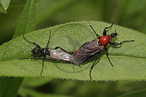 Gartenhaarmücke