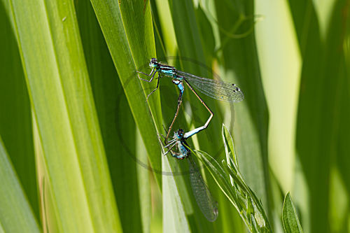 Große Pechlibelle, Paarungsrad