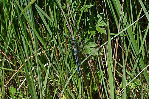 Große Königslibelle, Männchen