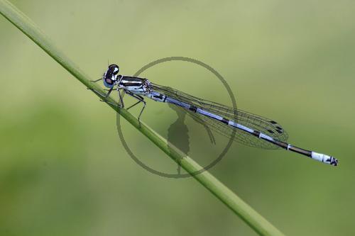 Hufeisen-Azurjungfer, Männchen
