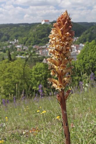 Grosse Sommerwurz