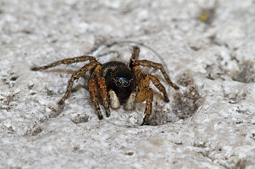 Springspinne