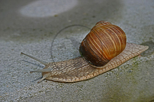 Weinbergschnecke