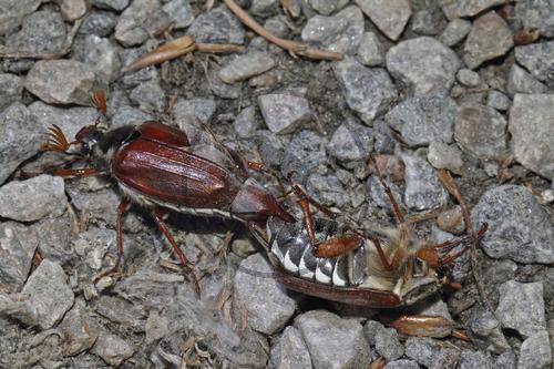 Feldmaikäfer