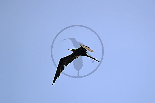 Prachtfregattvogel