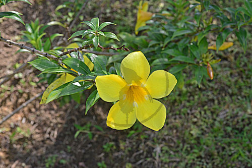 Gelbe Jasminwurzel