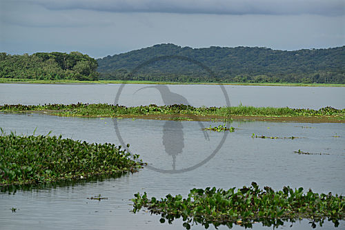 Soberania NP, Panama