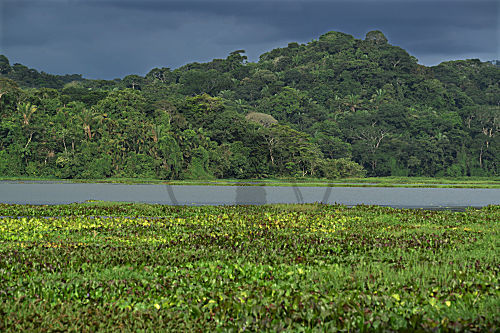 Soberania NP, Panama