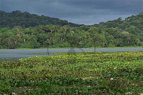 Soberania NP, Panama