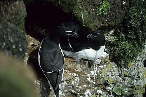 Tordalk