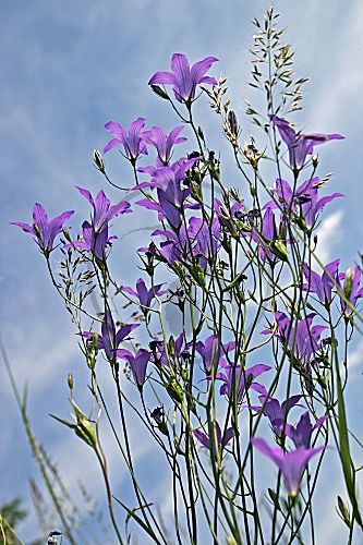 Wiesen-Glockenblume