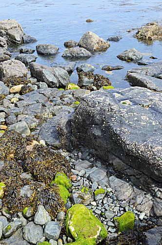 Grünalgen und Blasentang an Küste in Cornwall