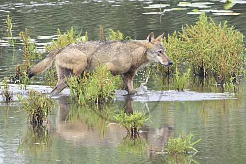 Grauwolf