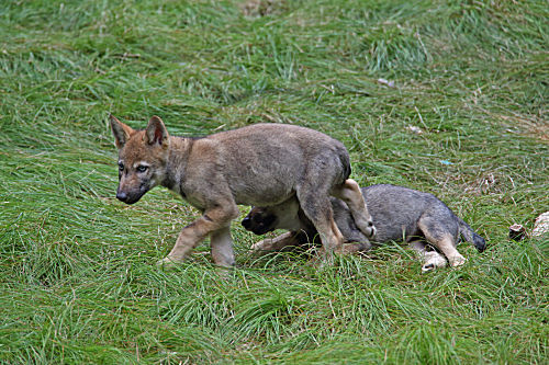 Wolf