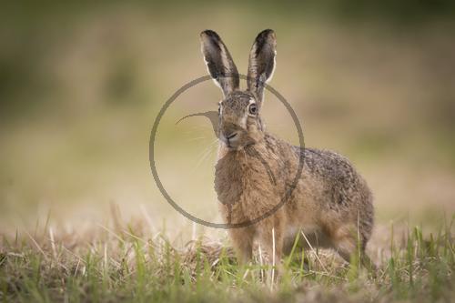 Feldhase, Hase