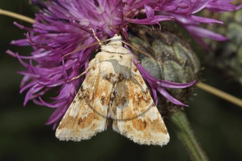 Ockerfarbene Queckeneule