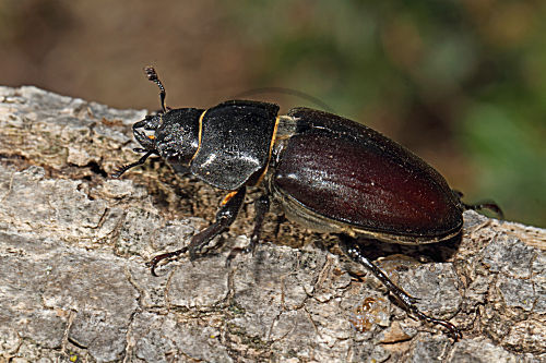 Hirschkäfer