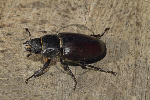 Hirschkäfer